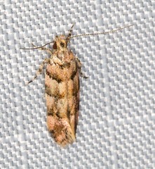 Macrobathra rubicundella