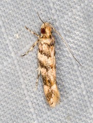 Macrobathra rubicundella