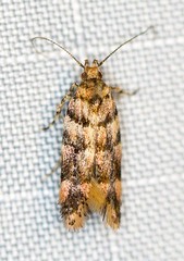 Macrobathra rubicundella