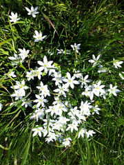 Zephyranthes candida
