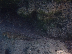 Gobius geniporus