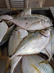 Chloroscombrus chrysurus