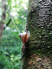 Leptopoma polyzonatum