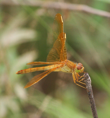 Sympetrum uniforme