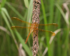 Sympetrum uniforme