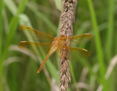Sympetrum uniforme