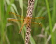 Sympetrum uniforme