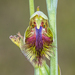 Copper Beard Orchid - Photo (c) Liana, some rights reserved (CC BY-NC), uploaded by Liana