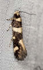 Macrobathra sarcoleuca