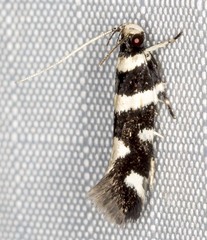 Macrobathra sarcoleuca