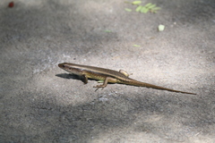 Eutropis multifasciata