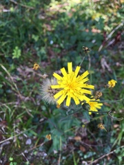 Crepis paludosa