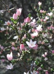 Philotheca angustifolia