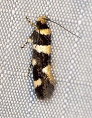 Macrobathra sarcoleuca