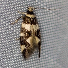 Macrobathra sarcoleuca