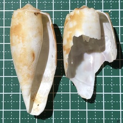 Conus geographus