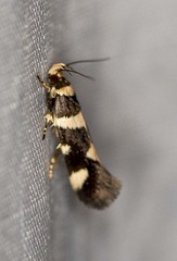 Macrobathra sarcoleuca