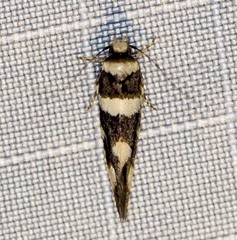 Macrobathra sarcoleuca