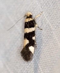 Macrobathra sarcoleuca