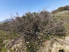 Searsia laevigata laevigata
