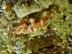 Bornella hermanni
