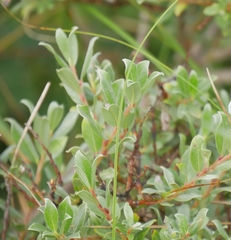 Salix repens