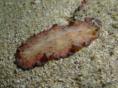 Pseudobiceros fulgor