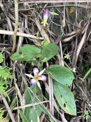 Tricyrtis lasiocarpa
