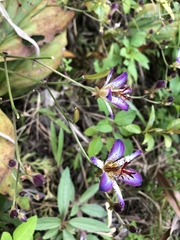 Tricyrtis lasiocarpa