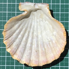 Gloripallium