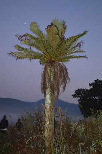 Cyathea dregei image