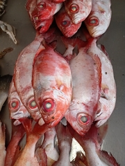 Priacanthus arenatus
