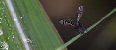 Rivellia longialata