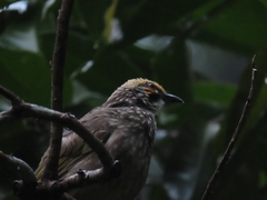 Pycnonotus zeylanicus