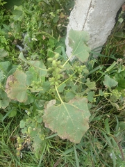 Xanthium
