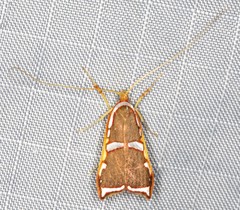 Barantola pulcherrima