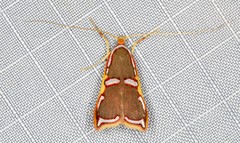 Barantola pulcherrima