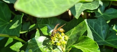 Polistes dominula