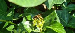 Polistes dominula