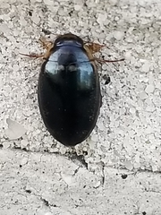 Thermonectus basillaris