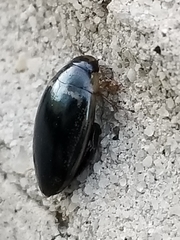 Thermonectus basillaris