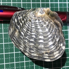 Pinctada margaritifera