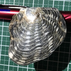 Pinctada margaritifera