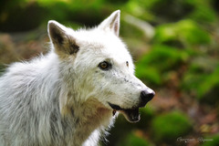 Canis lupus occidentalis