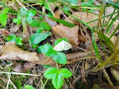 Perizoma parallelolineatum