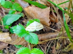 Perizoma parallelolineatum