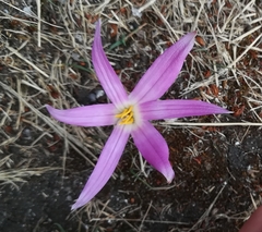 Colchicum montanum