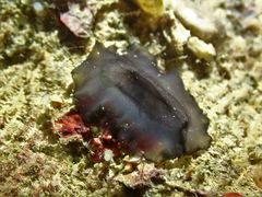 Scutus unguis