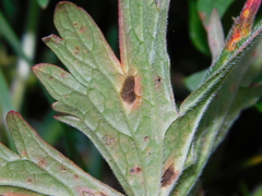Ramularia geranii