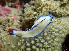 Pseudoceros concinnus